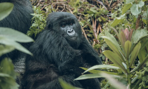 7 Days Akagera and Volcanoes National Park Safari 7 Days Akagera and Volcanoes National Park Safari