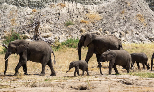 7 Days Ultimate Tanzania Wildlife Safari 7 Days Ultimate Tanzania Wildlife Safari