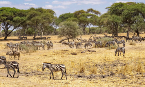 4 Days Serengeti and Ngorongoro Safari 4 Days Serengeti and Ngorongoro Safari