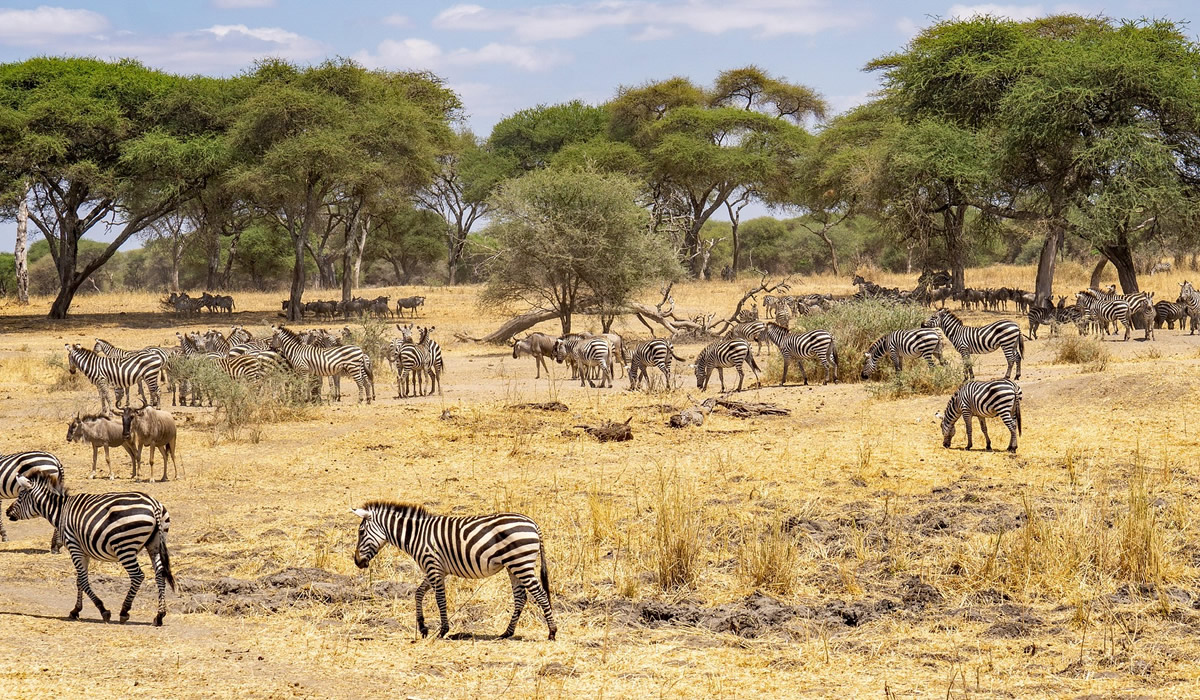 4 Days Serengeti and Ngorongoro Safari