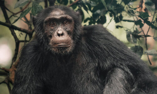 6 Days Luxury Primate Tracking Safari in Uganda 6 Days Luxury Primate Tracking Safari in Uganda