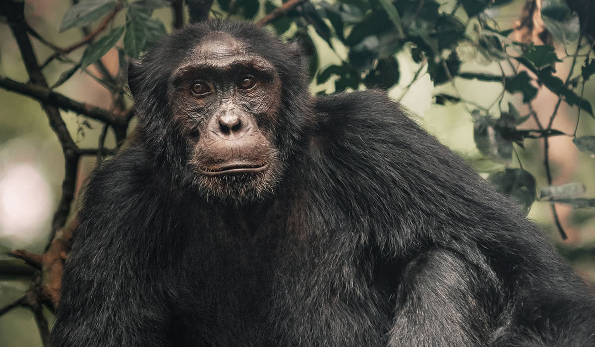 6 Days Luxury Primate Tracking Safari in Uganda