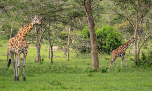 10 Days Ultimate Uganda Luxury Wildlife and Primate Safari 10 Days Ultimate Uganda Luxury Wildlife and Primate Safari
