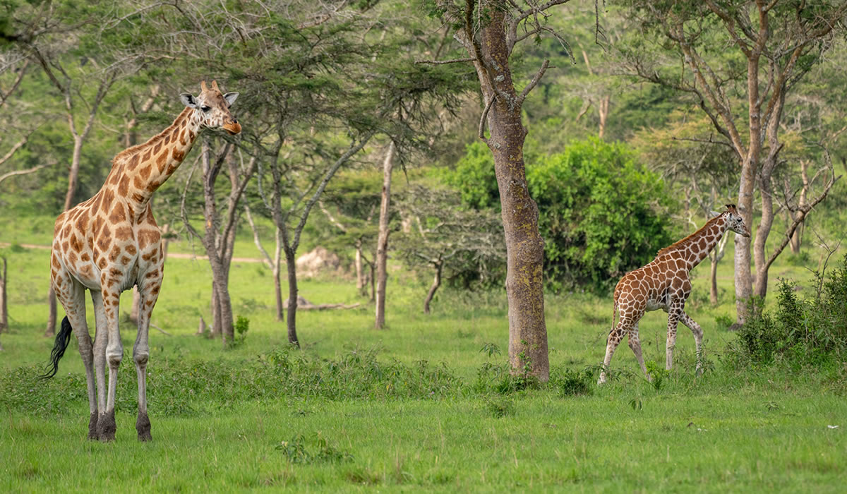 10 Days Ultimate Uganda Luxury Wildlife and Primate Safari