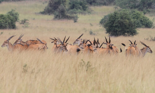 7 Days Ultimate Gorilla and Wildlife Adventure in Rwanda 7 Days Ultimate Gorilla and Wildlife Adventure in Rwanda