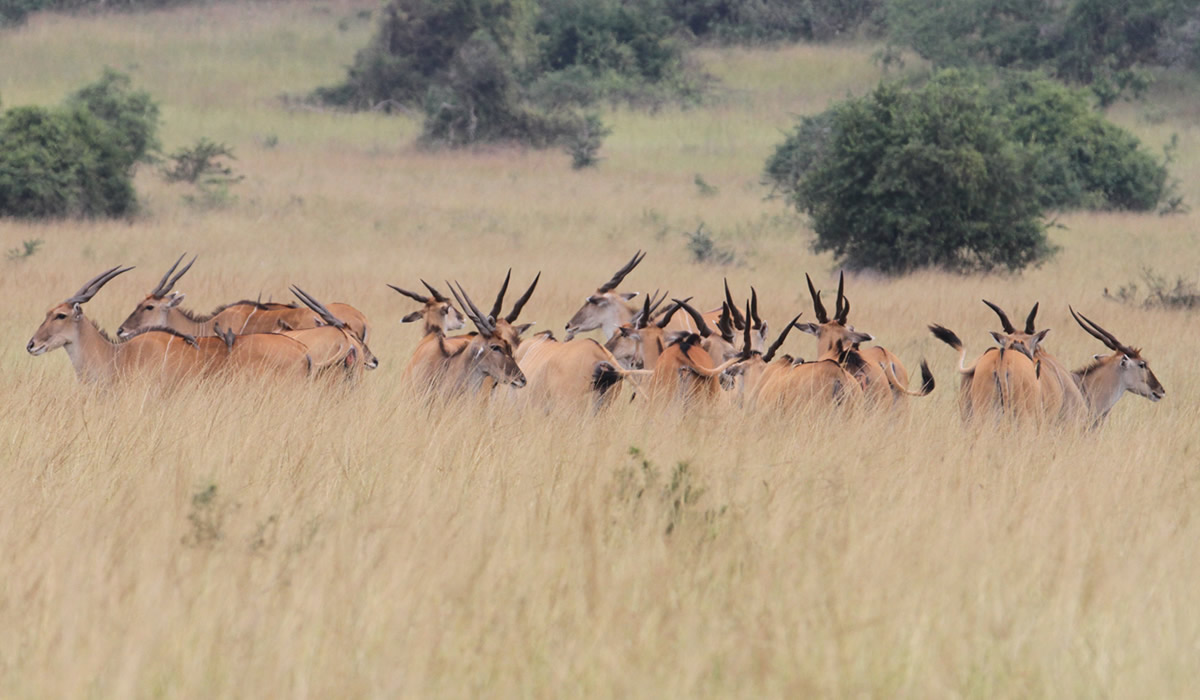 7 Days Ultimate Gorilla and Wildlife Adventure in Rwanda