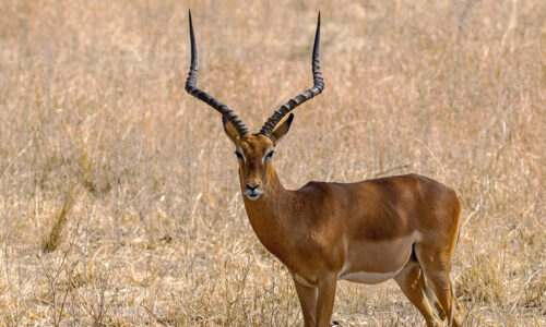 8 Days Tanzania Wildlife and Cultural Adventure 8 Days Tanzania Wildlife and Cultural Adventure