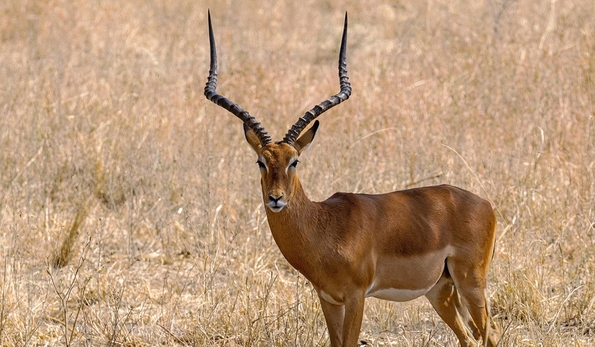 8 Days Tanzania Wildlife and Cultural Adventure