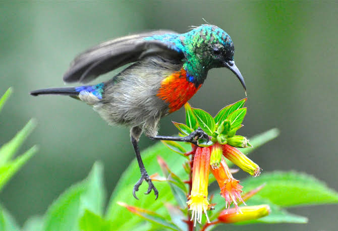 Nyungwe bird watching tours