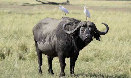 10 Days Ultimate Kenya Big Five and Wildlife Safari 10 Days Ultimate Kenya Big Five and Wildlife Safari