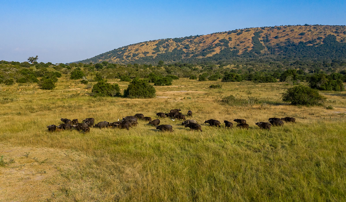 4 Days Luxury Akagera National Park Safari