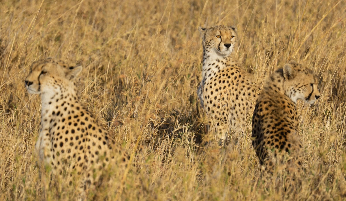 3 Days Serengeti National Park Wildlife Safari
