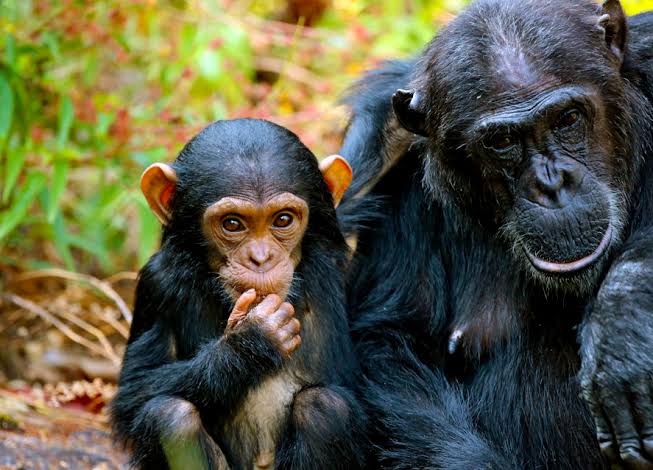 Rwanda chimpanzee tour operator: