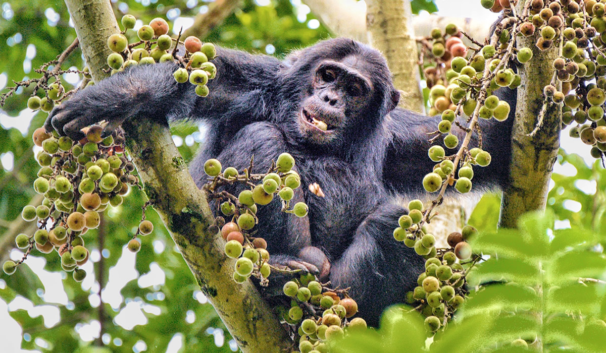 trekking 1 day Rwanda Gorilla,6 Days Combined Rwanda and Uganda Gorilla and Chimpanzee Tracking Safari