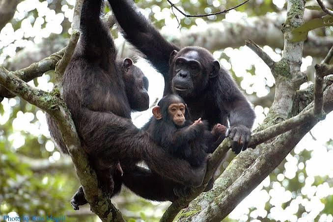 Chimpanzee trekking Rwanda