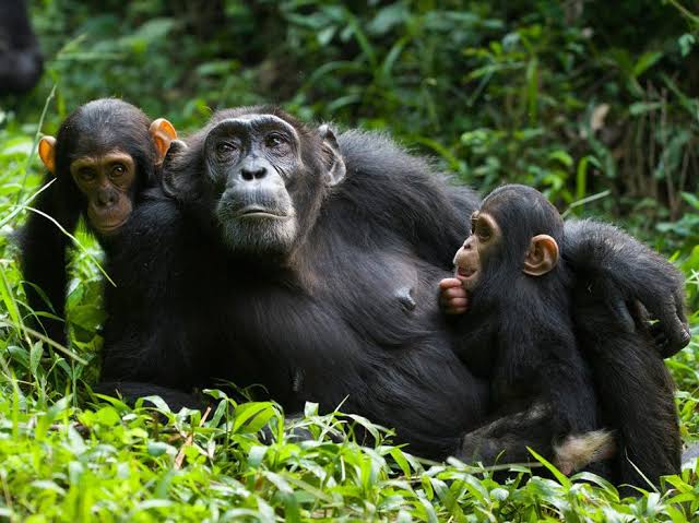 Nyungwe Forest chimpanzee trekking