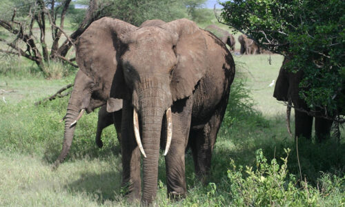 4 Days Tanzania Big Five Wildlife Safari 4 Days Tanzania Big Five Wildlife Safari