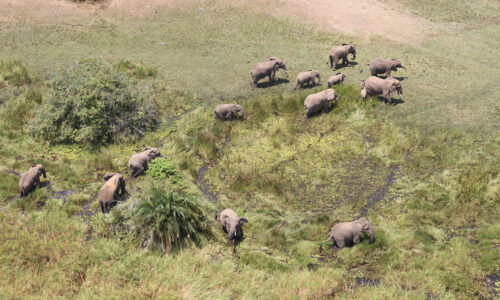 5 Days Rwanda Wildlife and Cultural Experience Tour 5 Days Rwanda Wildlife and Cultural Experience Tour