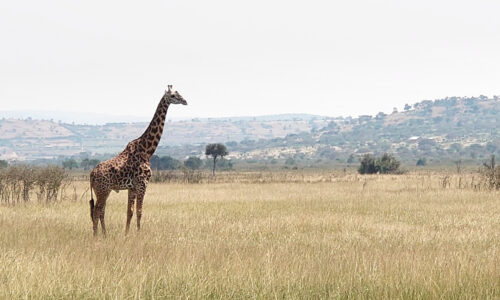 7 Days Luxury Rwanda Wildlife and Cultural Safari 7 Days Luxury Rwanda Wildlife and Cultural Safari