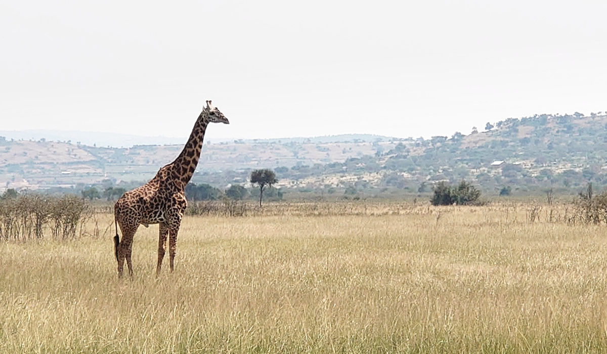 7 Days Luxury Rwanda Wildlife and Cultural Safari