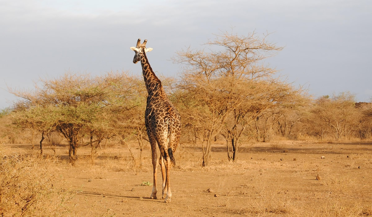6 Days Maasai Mara, Amboseli and Nairobi Safari
