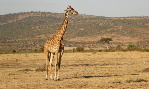 6 Days Serengeti and Ngorongoro Wildlife Safari 6 Days Serengeti and Ngorongoro Wildlife Safari