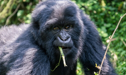 9 Days Luxury Rwanda Gorilla and Big Five Safari 9 Days Luxury Rwanda Gorilla and Big Five Safari