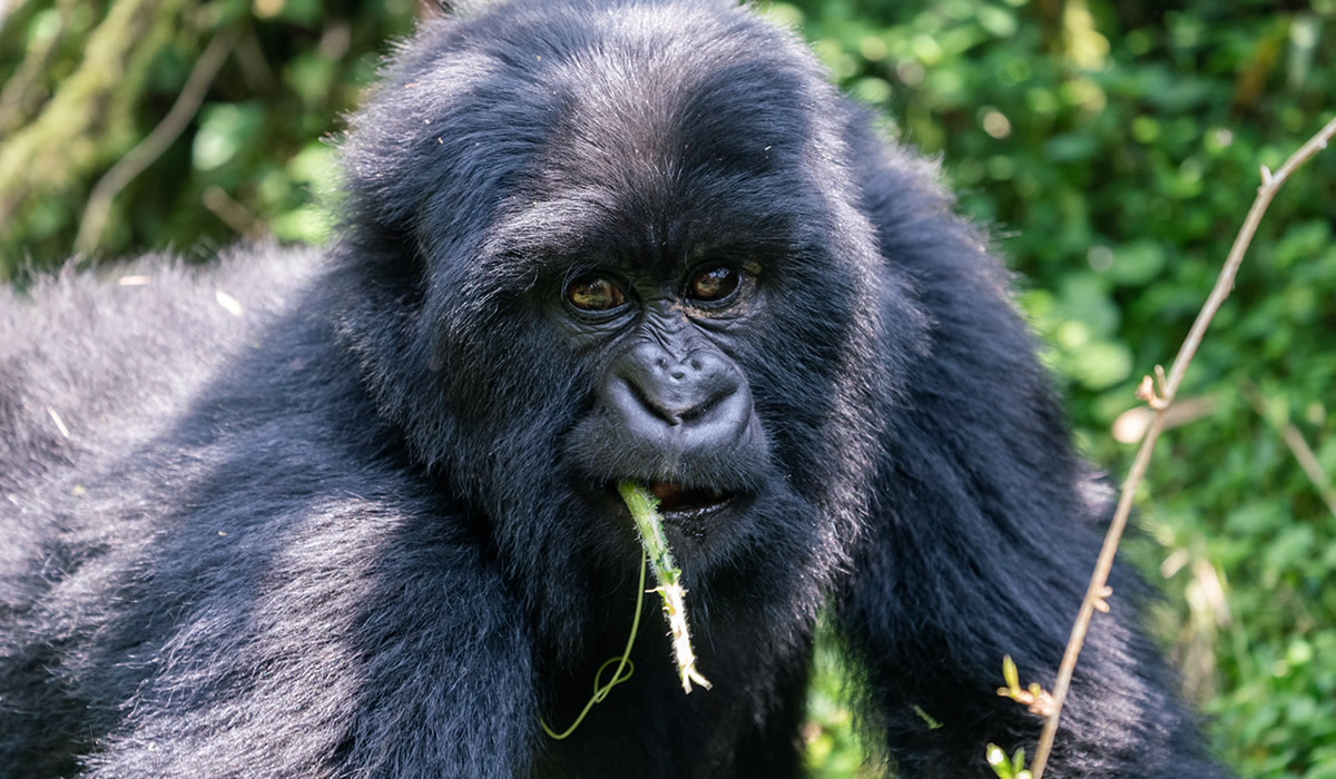 9 Days Luxury Rwanda Gorilla and Big Five Safari