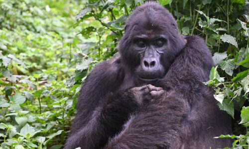5 Days Uganda Luxury Gorillas and Wildlife Adventure 5 Days Uganda Luxury Gorillas and Wildlife Adventure