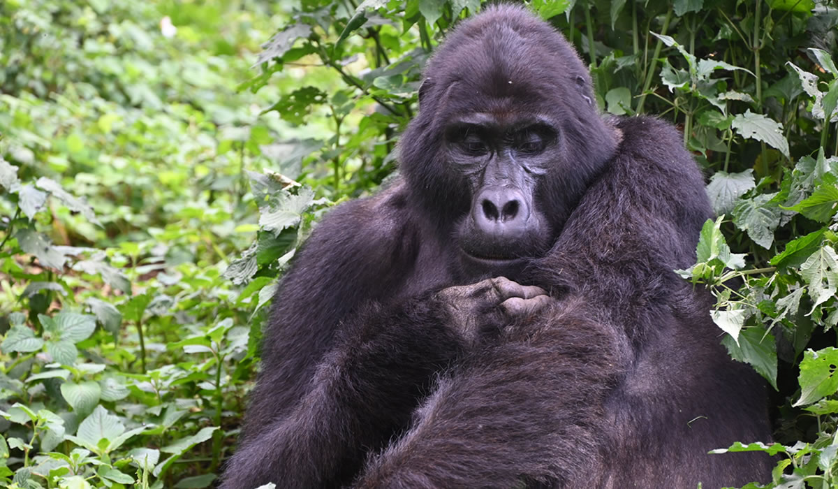 5 Days Uganda Luxury Gorillas and Wildlife Adventure