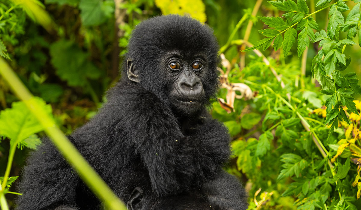 1 day Gorilla trekking:,6 Days Double Gorilla Trekking Tour in Rwanda and Uganda, Combined Rwanda Uganda Tours