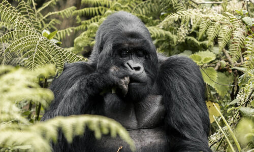 11 Days Ultimate Wildlife and Primate Safari in Rwanda Uganda gorilla trekking safari,Uganda and Rwanda safari,11 Days Ultimate Wildlife and Primate Safari in Rwanda