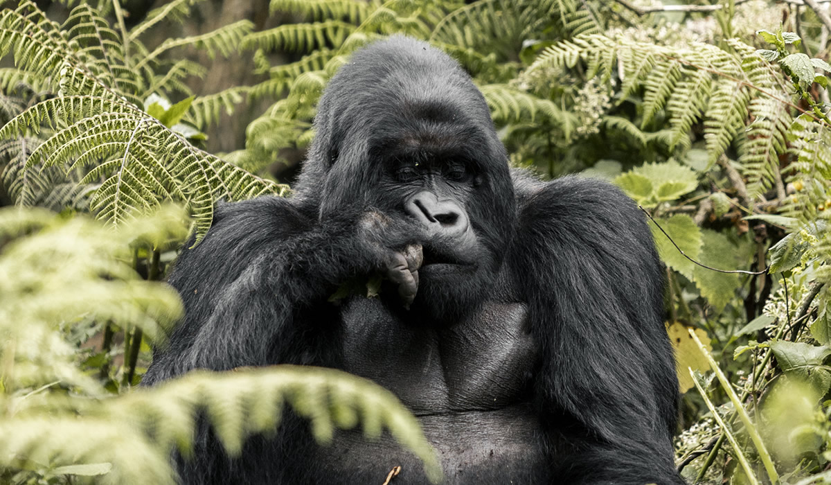 Uganda gorilla trekking safari,Uganda and Rwanda safari,11 Days Ultimate Wildlife and Primate Safari in Rwanda