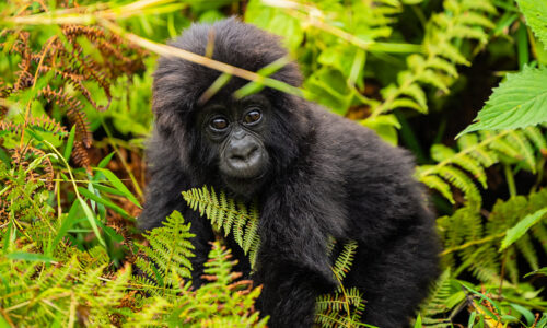 4 Days Volcanoes National Park Gorilla Safari Musanze tours,Musanze tours4 Days Volcanoes National Park Gorilla Safari