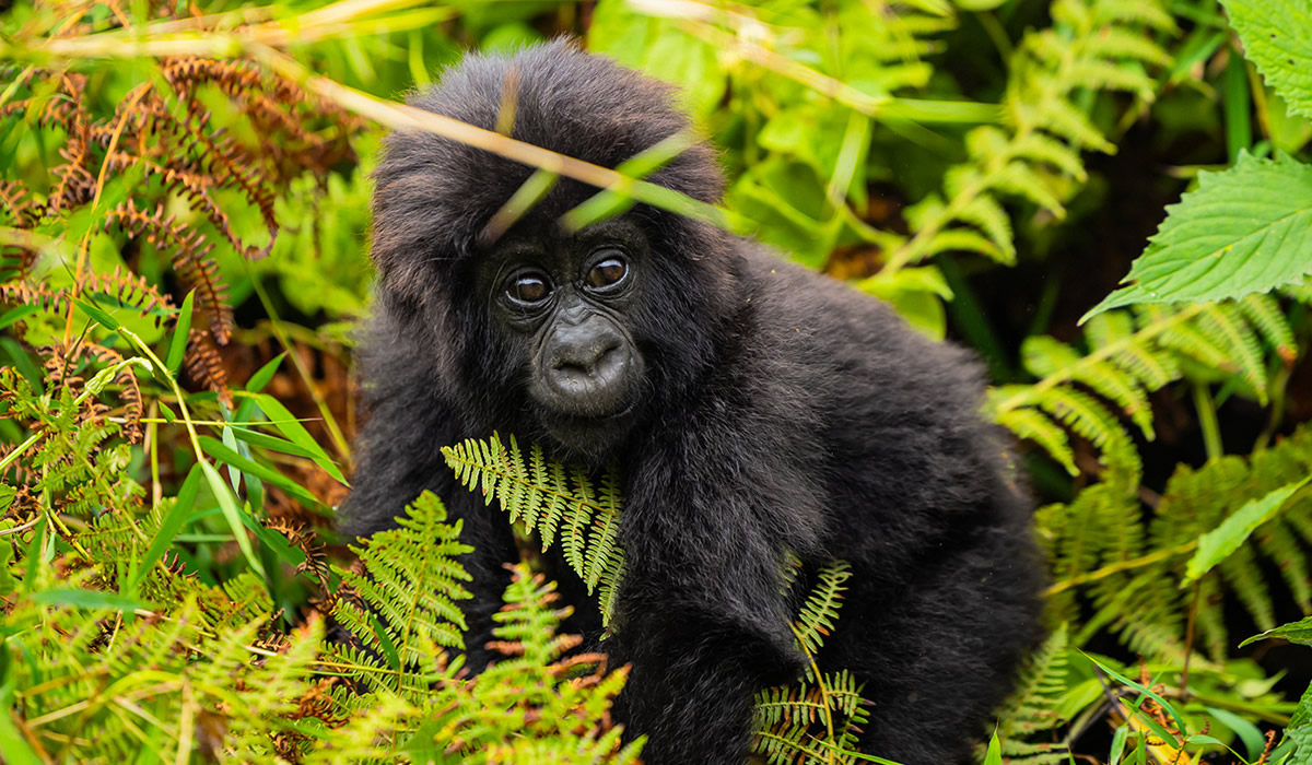 Musanze tours,Musanze tours4 Days Volcanoes National Park Gorilla Safari