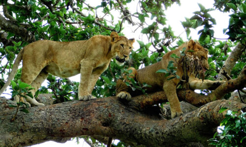 7 Days Uganda Big Five and Gorilla Trekking Safari 7 Days Uganda Big Five and Gorilla Trekking Safari