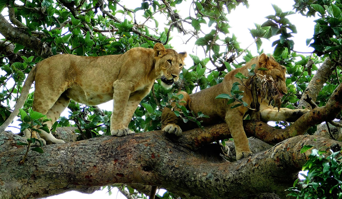 7 Days Uganda Big Five and Gorilla Trekking Safari