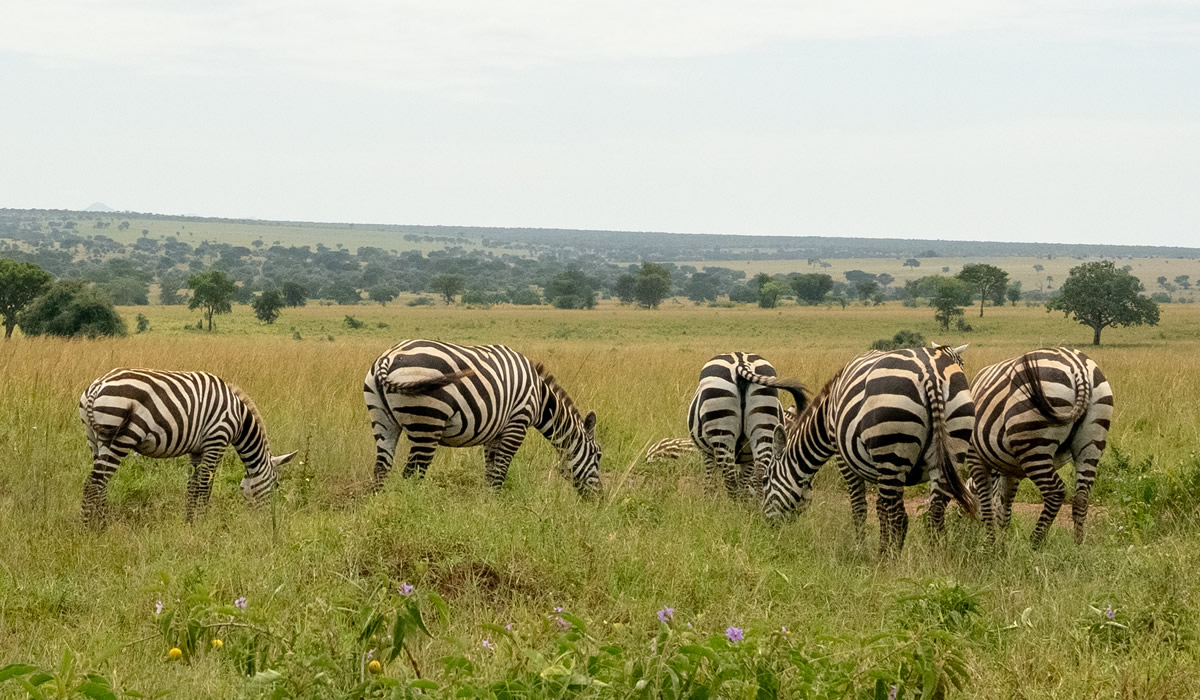 Rwanda Eco Tourism Company: