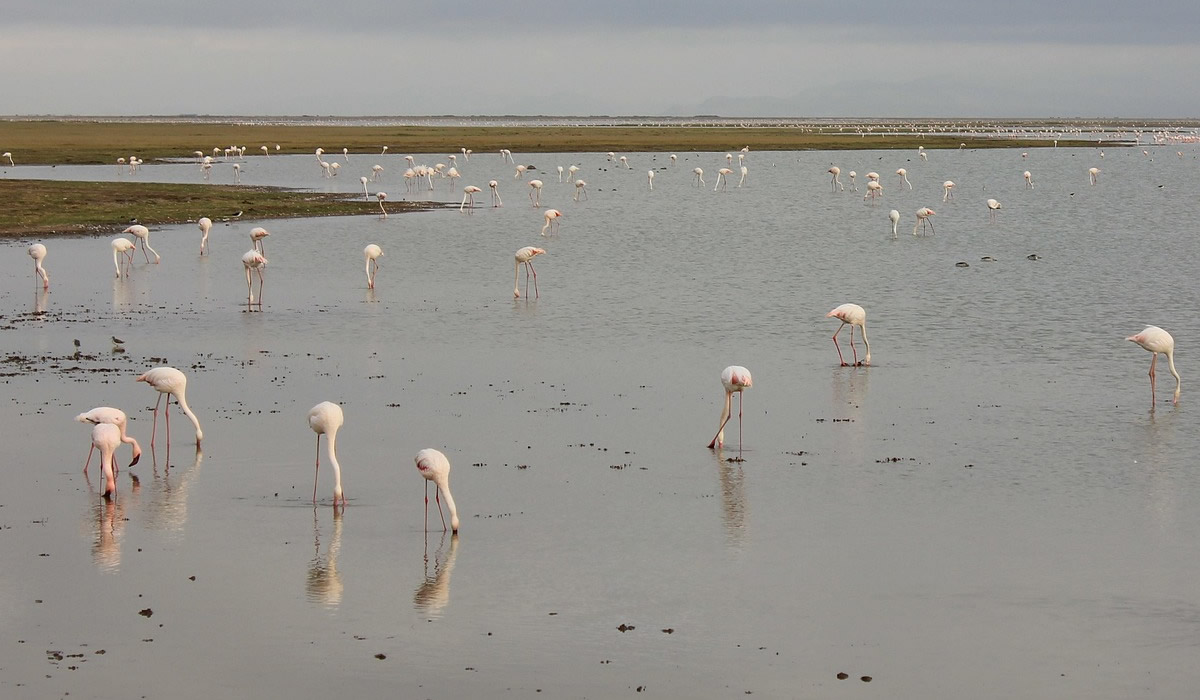 4 Days Maasai Mara and Lake Nakuru Safari
