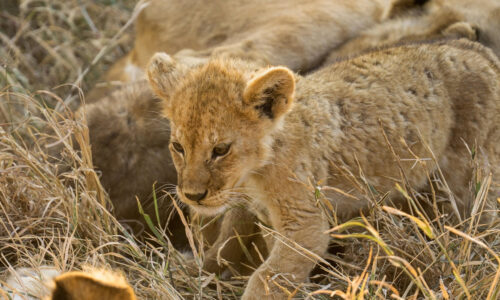 5 Days Serengeti, Ngorongoro and Tarangire Safari 5 Days Serengeti, Ngorongoro and Tarangire Safari