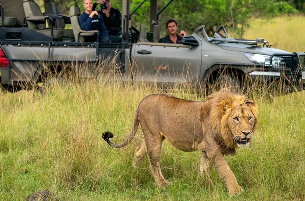 Akagera Lion Tracking