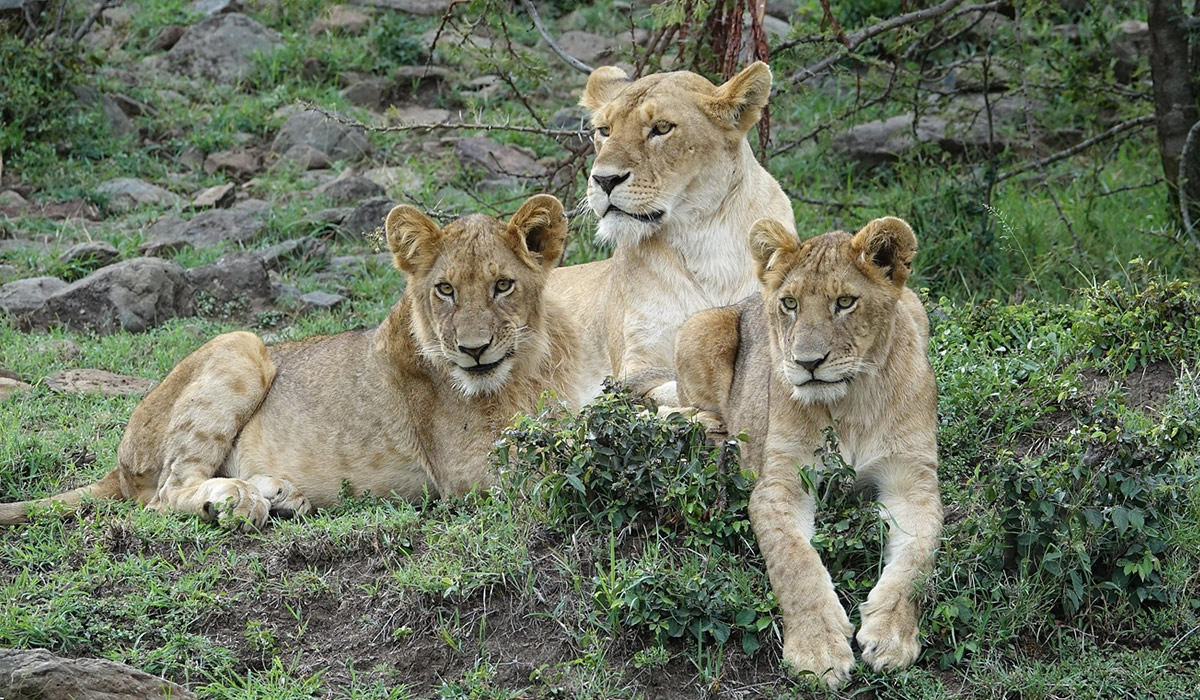 4 Days Amboseli and Tsavo Wildlife Safari