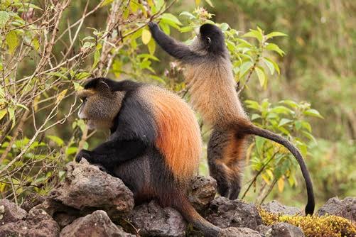 Golden monkey photography tours,