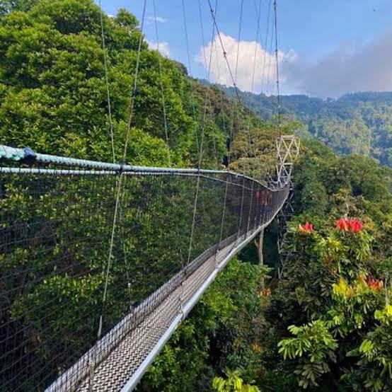 Nyungwe canopy walk packages