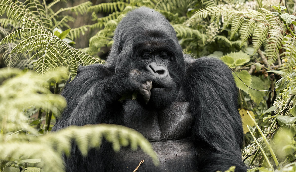 Golden monkey trekking Rwanda,11 Days Rwanda and Uganda Primates and Cultural Adventure