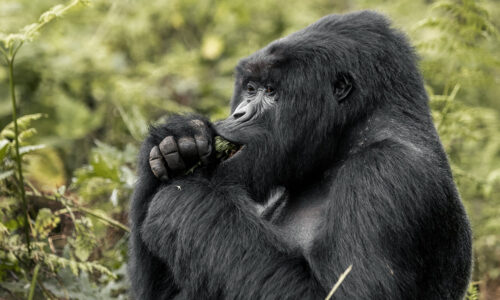 10 Days Rwanda Big Five and Gorilla Safari Adventure 10 Days Rwanda Big Five and Gorilla Safari Adventure