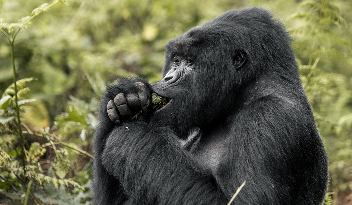 10 Days Rwanda Big Five and Gorilla Safari Adventure
