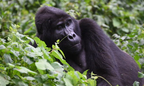 3 Days Uganda Luxury Gorilla Trekking Safari in Bwindi 3 Days Uganda Luxury Gorilla Trekking Safari in Bwindi