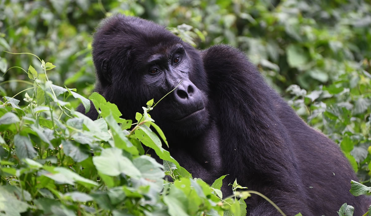 3 Days Uganda Luxury Gorilla Trekking Safari in Bwindi