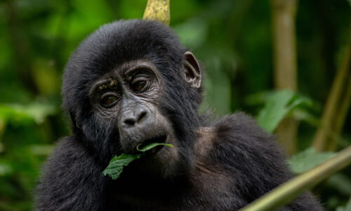 11 Days Exclusive Gorilla Trekking and Wildlife Uganda Safari 11 Days Exclusive Gorilla Trekking and Wildlife Uganda Safari